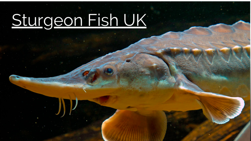 Sturgeon Fish UK